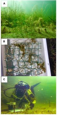 The Fight to Capture Light: Functional Diversity Is Related to Aquatic Plant Community Productivity Likely by Enhancing Light Capture